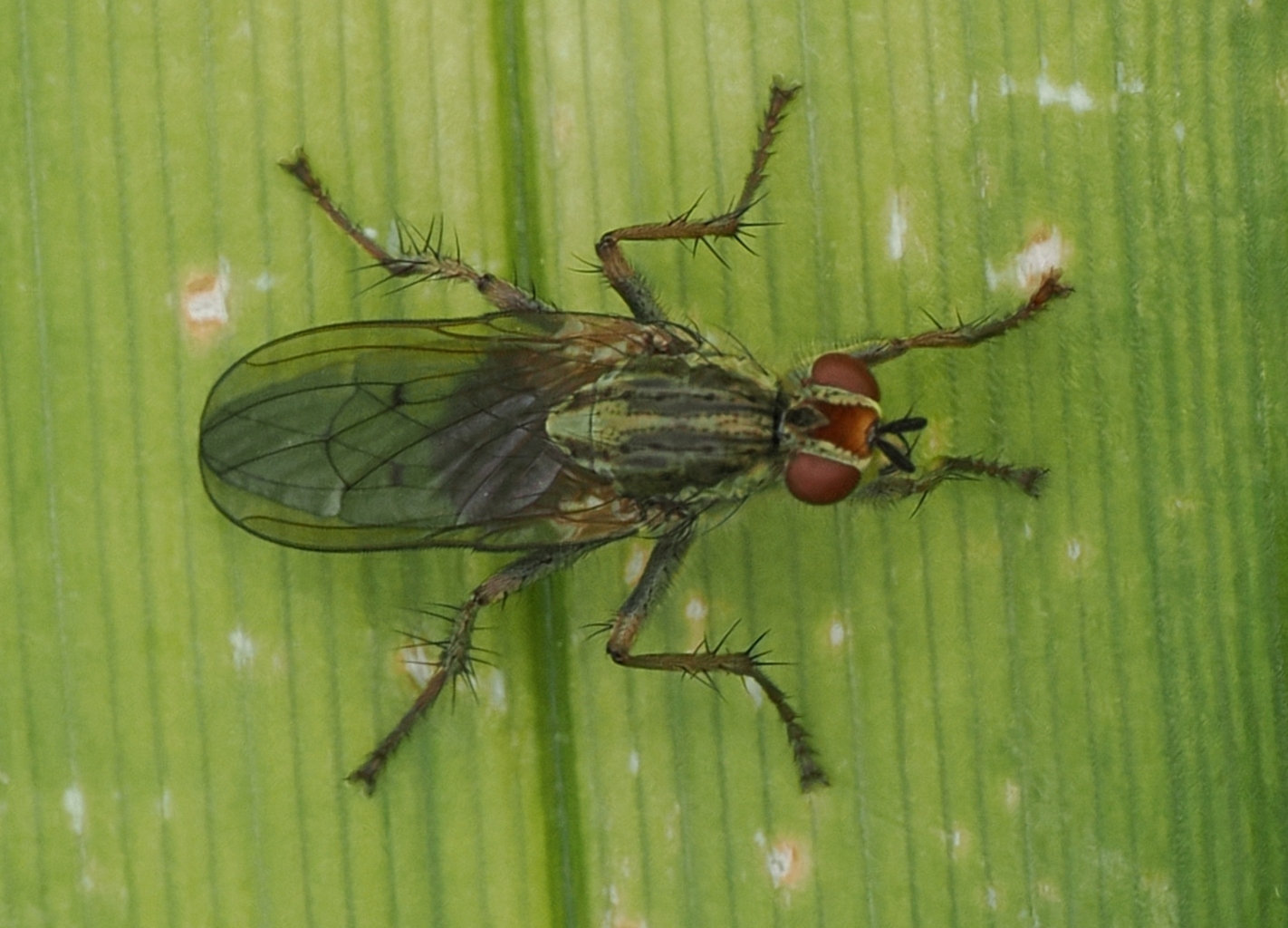 Scathophaga-stercoraria